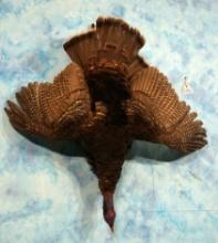 Wild Turkey Hanging Dead Taxidermy Bird Wall Mount