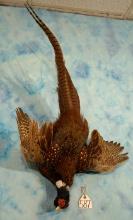 Ringneck Pheasant Hanging Dead Taxidermy Bird Wall Mount