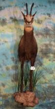 Half Body Alpine Chamois Taxidermy Mount