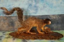 Fox Squirrel Full Body Taxidermy Mount
