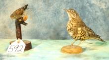 Common Linnet and Mistle Thrush Taxidermy Bird Mounts