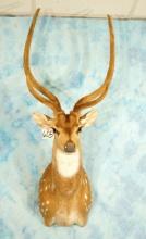 Axis Deer Shoulder Mount in Velvet Taxidermy