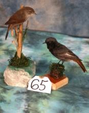 Beautiful Black Redstart and Cettis Warbler Taxidermy Bird Mounts
