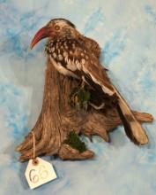 South African Gray Lorie Taxidermy Bird Mount