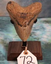 Very Nice Polished Megalodon Prehistoric Shark Tooth Fossil on Stand