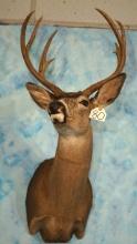 Columbian Blacktail Deer Shoulder Taxidermy Mount