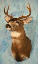 Sitka Blacktail Deer Shoulder Taxidermy Mount