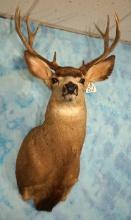 Rocky Mountain Mule Deer Shoulder Taxidermy Mount
