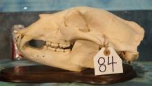 Complete Large Grizzly Bear Skull Taxidermy