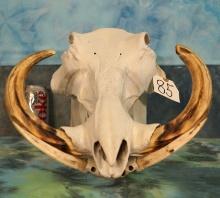 Complete Warthog Skull Taxidermy