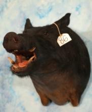 Black Feral Hog/Wild Boar Shoulder Taxidermy Mount