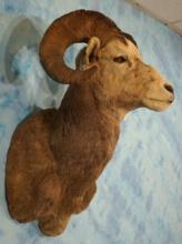 Rocky Mountain Bighorn Sheep Shoulder Taxidermy Ram Mount