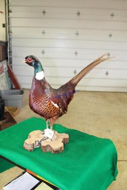 Mongolian Ringneck Pheasant Mount Taxidermy