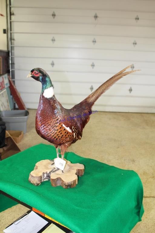 Mongolian Ringneck Pheasant Mount Taxidermy