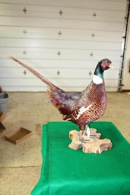 Mongolian Ringneck Pheasant Mount Taxidermy