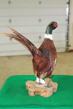 Mongolian Ringneck Pheasant Mount Taxidermy