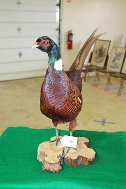 Mongolian Ringneck Pheasant Mount Taxidermy