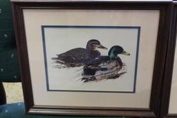 Framed Wood Ducks and Mallards