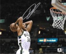 Giannis Antetokounmpo Milwaukee Bucks Autographed 8x10 Photo coa