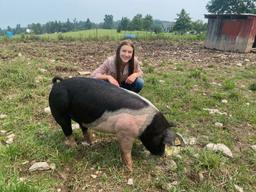 Leah Traver Market Hog