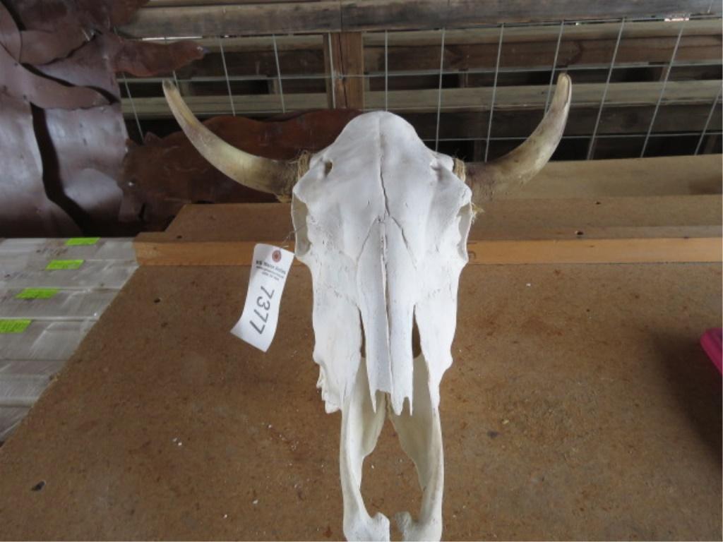 LONGHORN SKULL