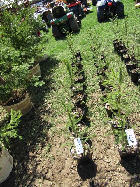 NORWAY SPRUCE
