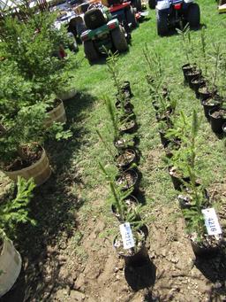 NORWAY SPRUCE