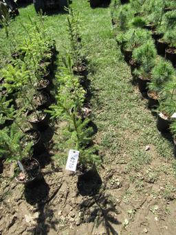 NORWAY SPRUCE