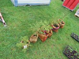 PINE TREES THIS IS 6 TIMES THE BID