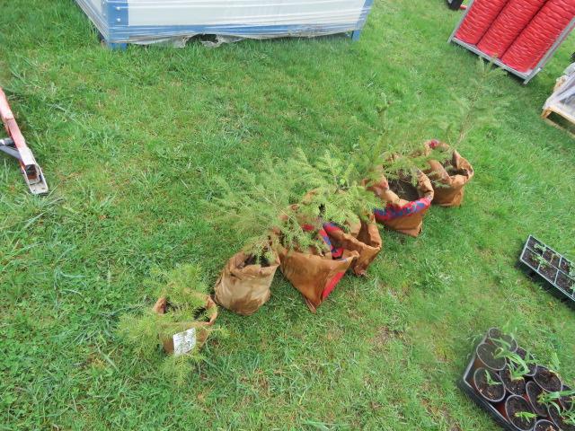PINE TREES THIS IS 6 TIMES THE BID