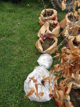 BEECH TREES - THIS IS 5 TIMES THE BID AMOUNT