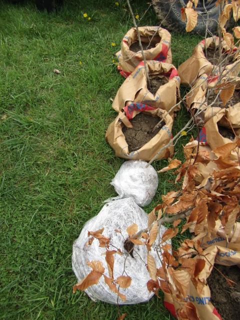 BEECH TREES - THIS IS 5 TIMES THE BID AMOUNT