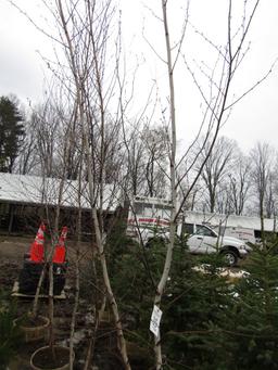 JAPANESE WHITE BIRCH - THIS IS 4 TIMES THE BID
