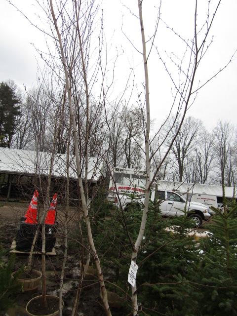 JAPANESE WHITE BIRCH - THIS IS 4 TIMES THE BID