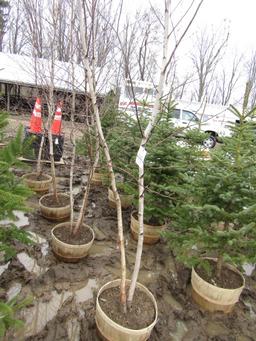 JAPANESE WHITE BIRCH - THIS IS 4 TIMES THE BID