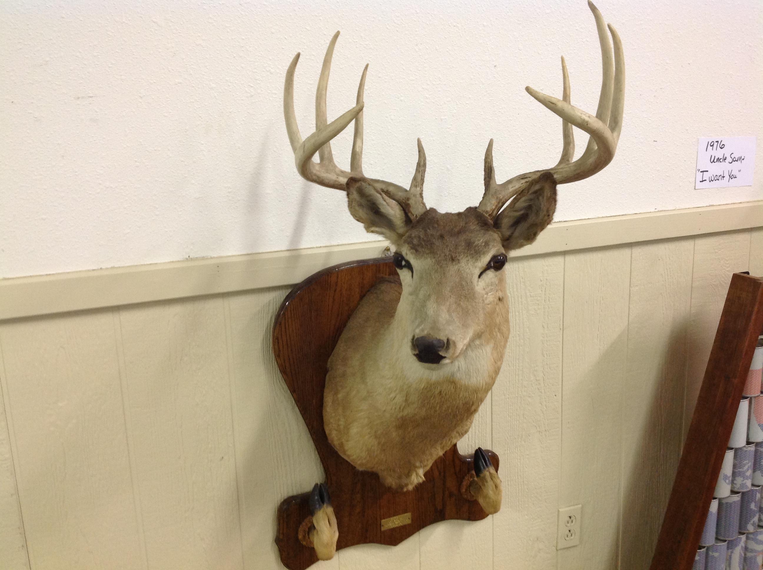 Deer mount 10 point from 1971 Harpers Ferry Iowa by Mark Ehrlich