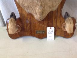 Deer mount 10 point from 1971 Harpers Ferry Iowa by Mark Ehrlich