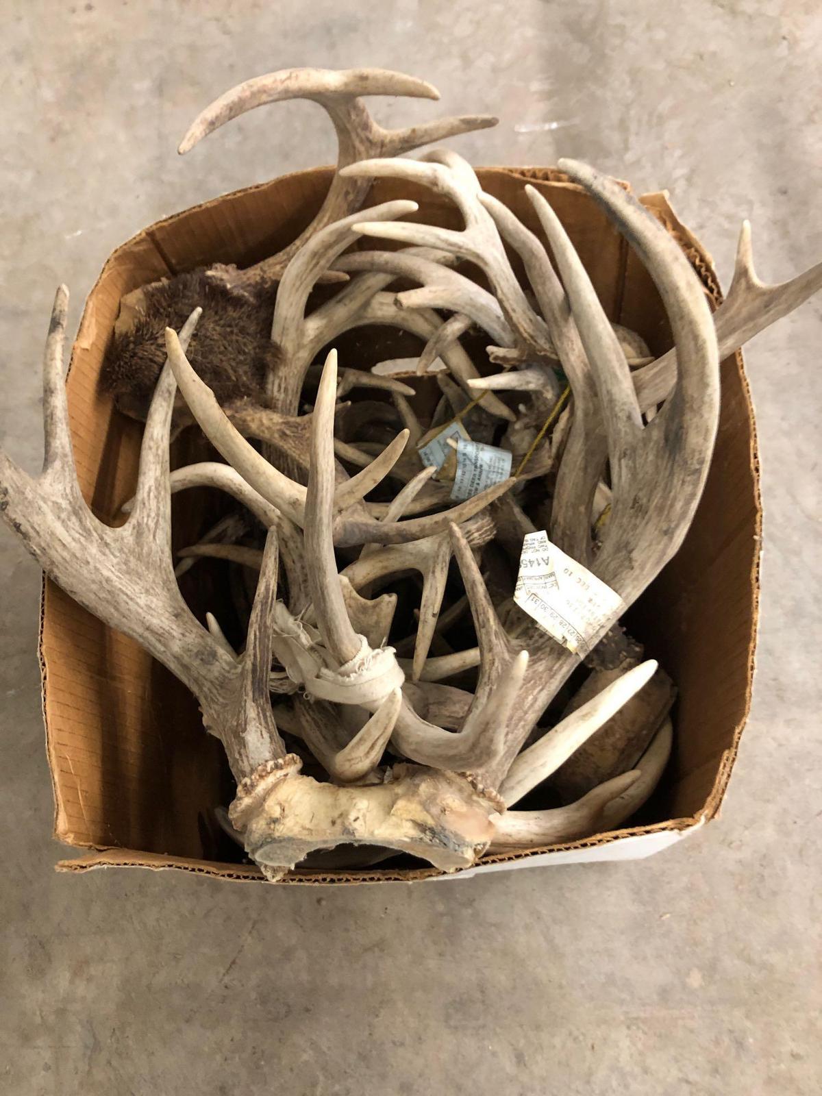 Several antlers. No shipping