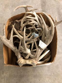 Several antlers. No shipping