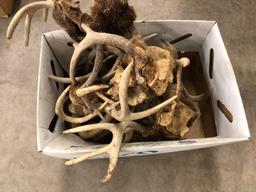 Several antlers. No shipping