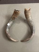 2 horns from African Cape Buffalo
