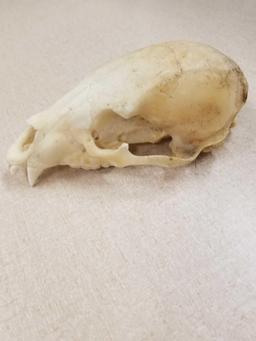 Partial Vintage Black Bear Skull from Estate Collection - LOCAL PICKUP ONLY