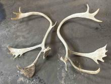 (1) Set of Caribou Antlers-See Pics