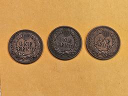 Three Indian Cents in VF to Extra Fine