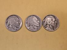 First Year Issue 1913 P-D-S Buffalo Nickel Trio