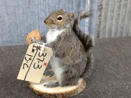 Full Body Mount Squirrel Holding A Walnut 9" tall
