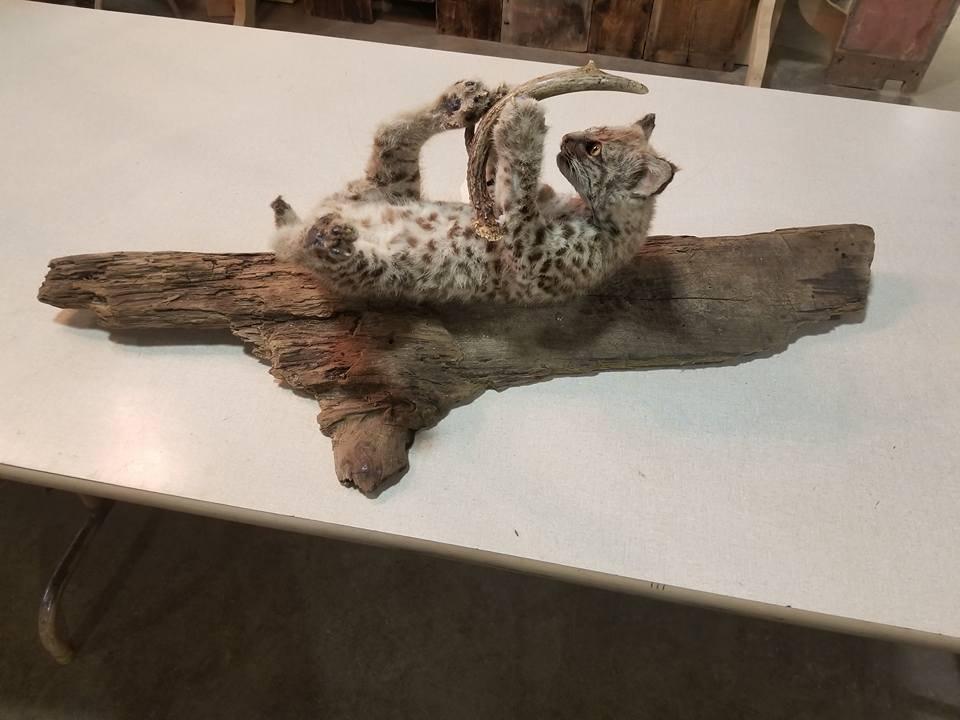 playful laying down baby bobcat on treebark