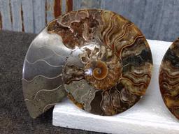 Beautiful Split & Polished Ammonite Fossil With Lots Of Crystallization Both Pieces For One Money 