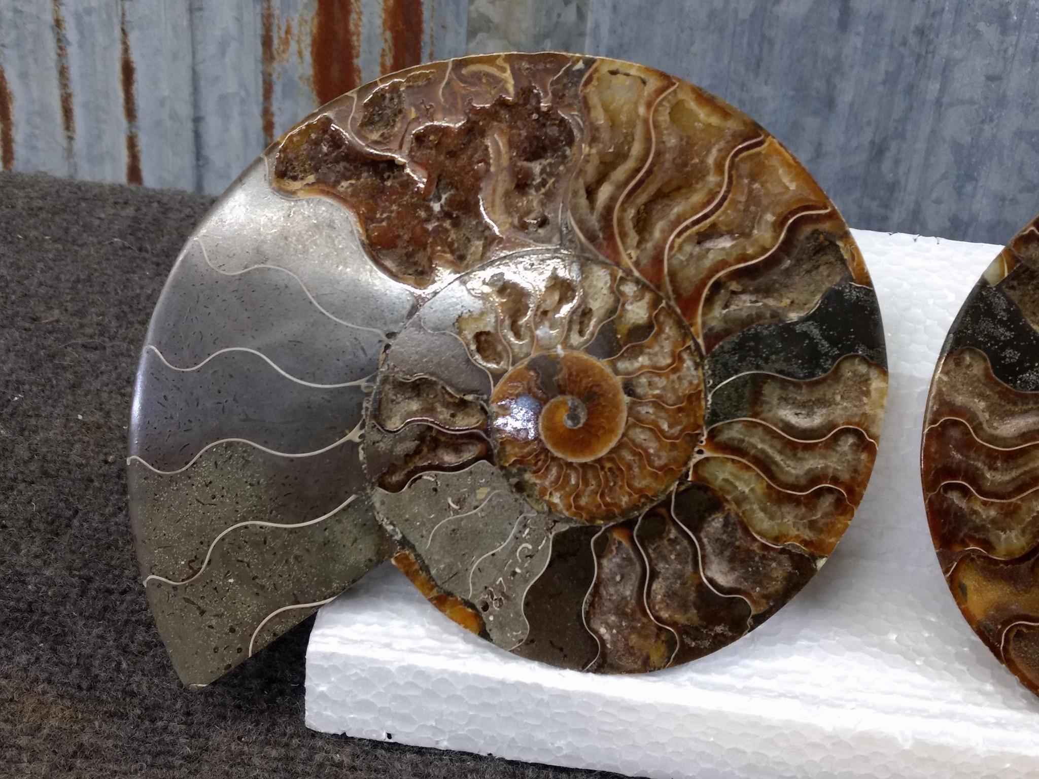 Beautiful Split & Polished Ammonite Fossil With Lots Of Crystallization Both Pieces For One Money 