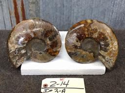 Beautiful Split & Polished Ammonite Fossil With Lots Of Crystallization Both Pieces For One Money 